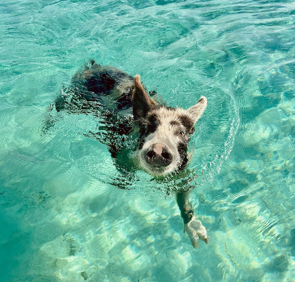 One of the Exuma swimming pigs paddling towards the camera in clear turquoise shallows