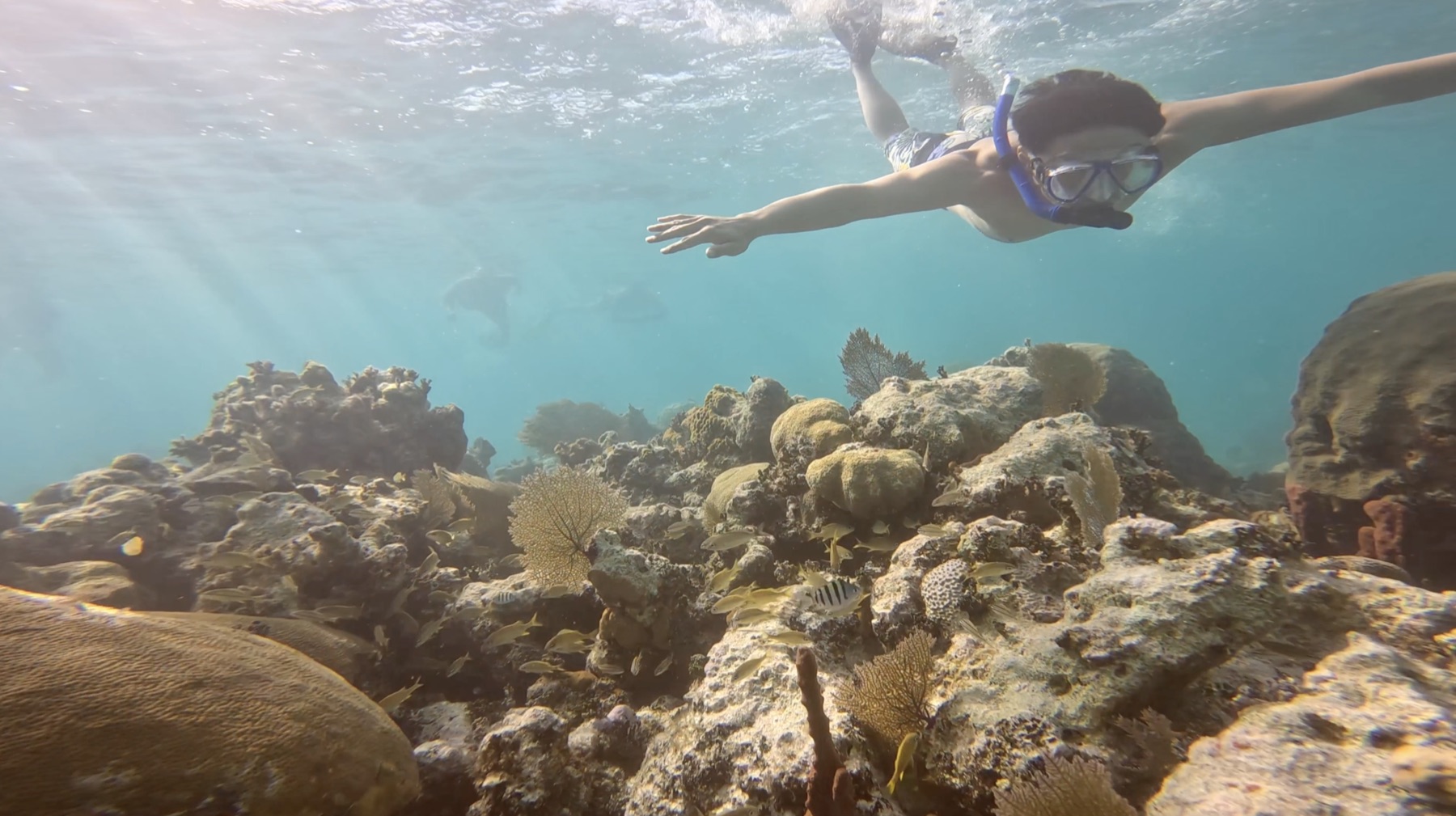 A snorkeller gliding over a shallow reef of sea fans and brain coral, with schooling yellow fish below